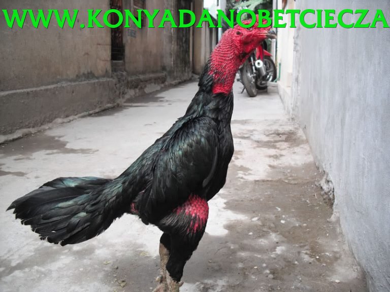 Đá Gà Trực Tiếp - kim88